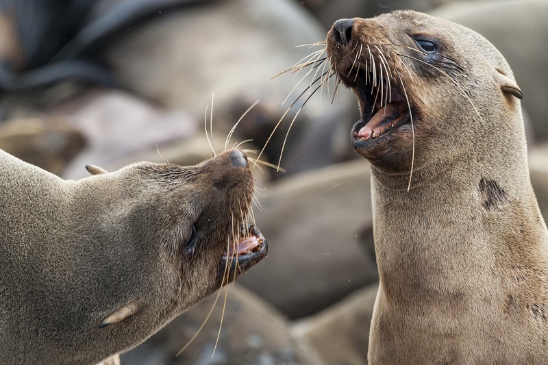 African Seals