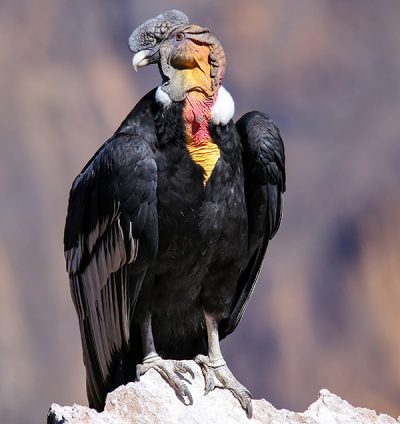 Andean Condor