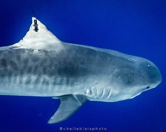 Bimini Shark Tagging