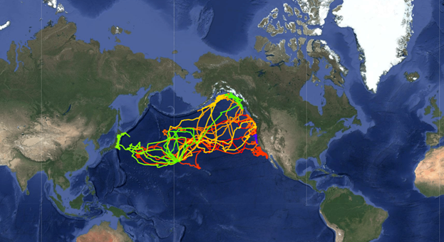 Map with colorful lines showing bird telemetry tracks