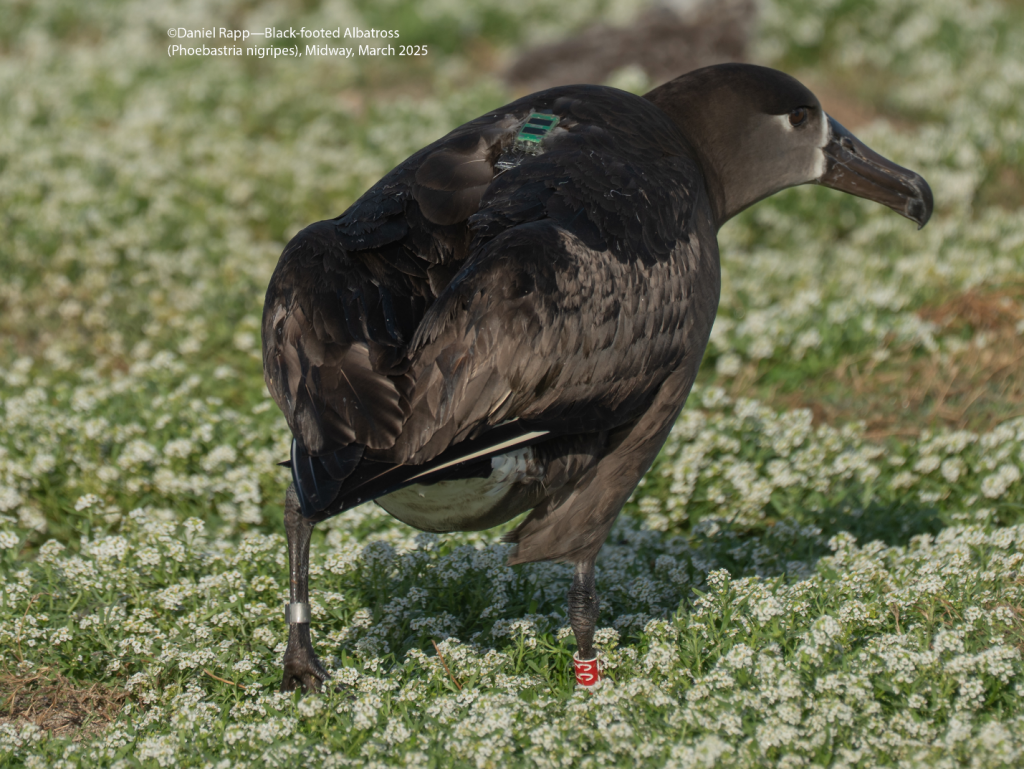 Denali-S7 seabird tracking tag Satellite Tag on Black-Footed Albatross