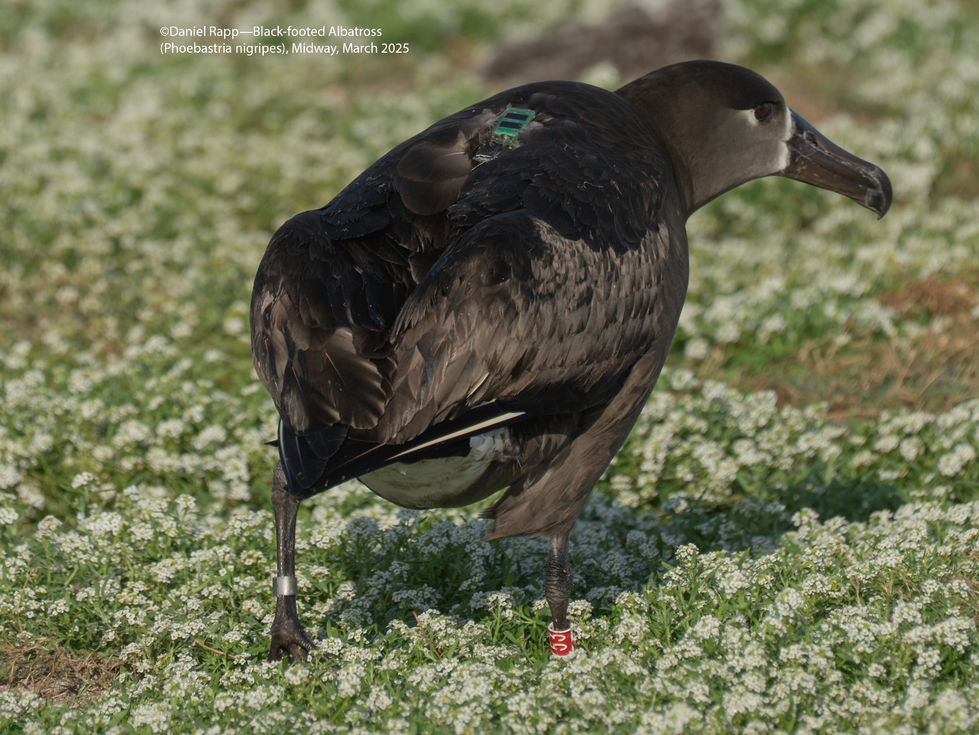 Satellite Tag on Black-Footed Albatross