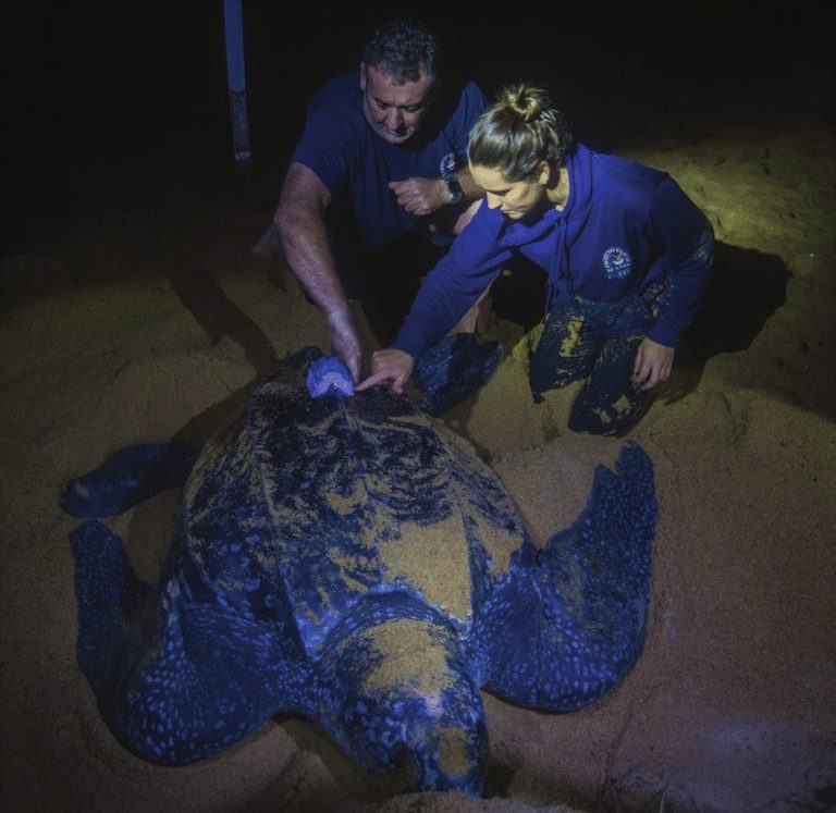 Ecology and Conservation of Leatherback Sea Turtles in Brazil ...
