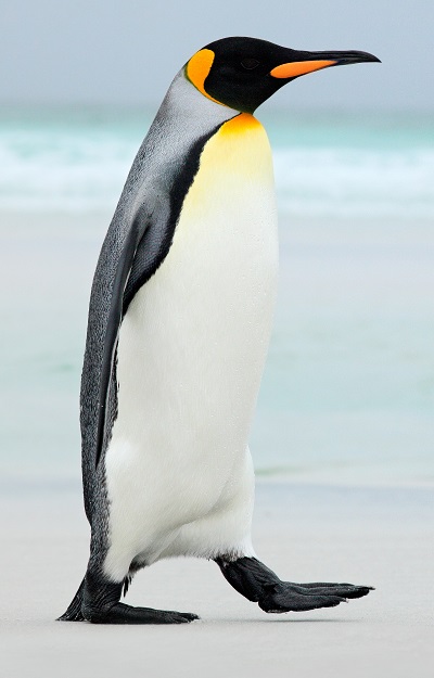 Emperor Penguin