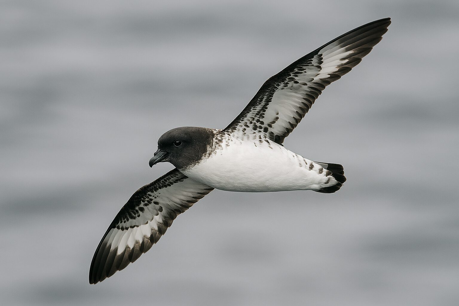 A petral flying though the air