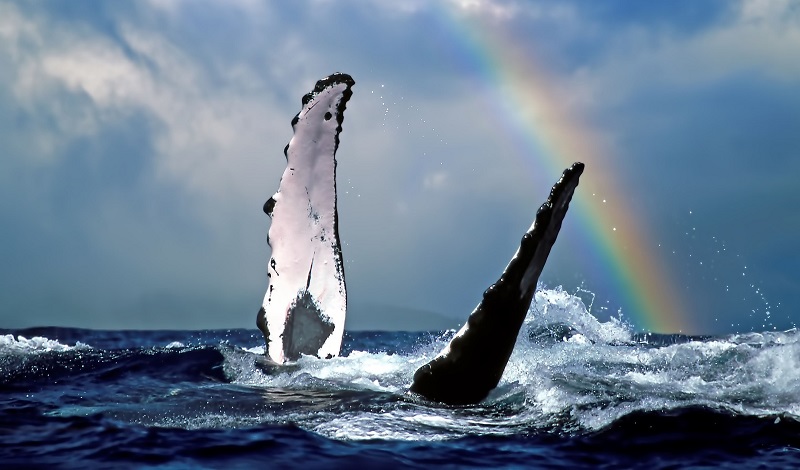 Humpback Whale Fins with Rainbow