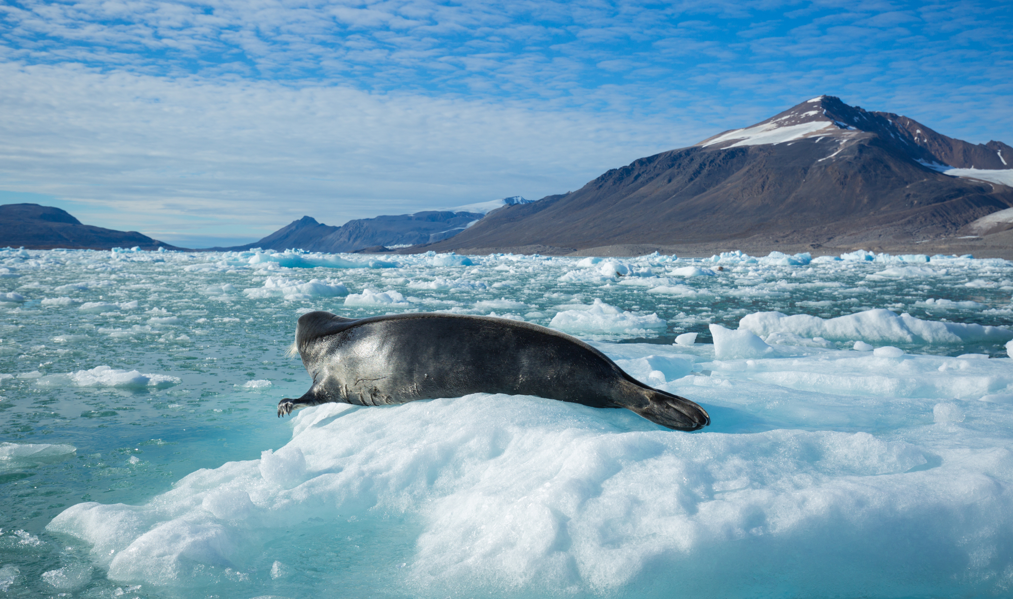 Leopard Seal