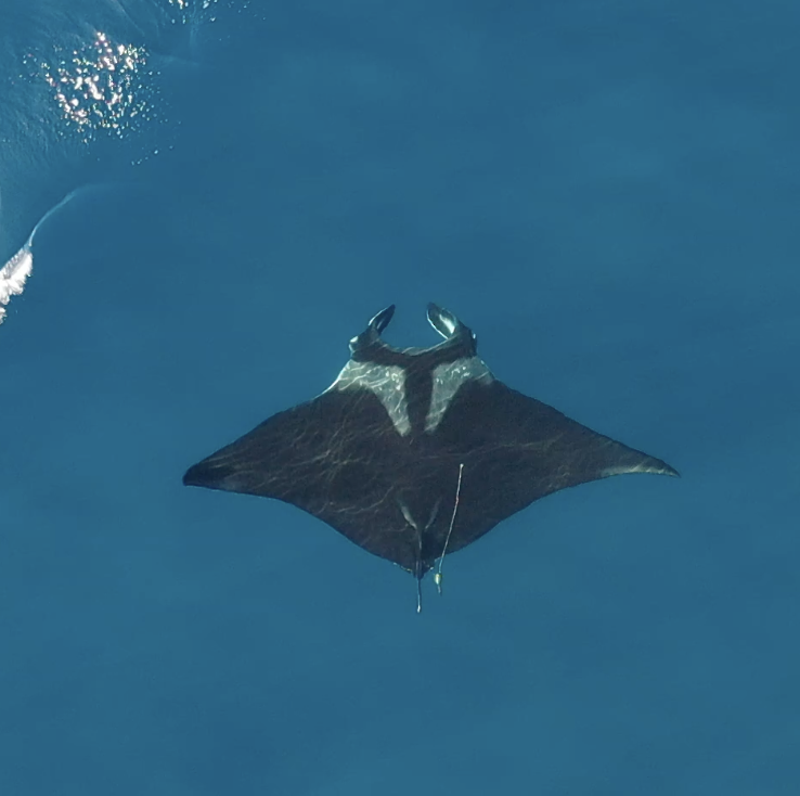 Manta Ray with SPLASH10 tag