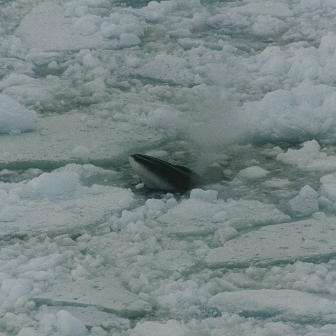 Antarctic Minke Whales Find Ice Gaps in Foraging Grounds