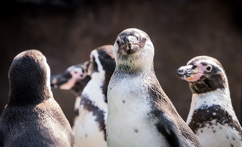 Penguins