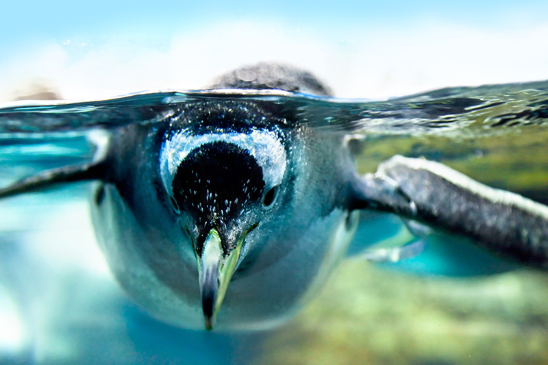 Penguin Under Water