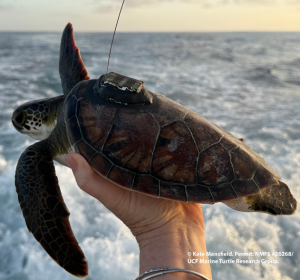 SPOT-S-433 tag on the back of a turtle.