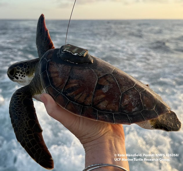 SPOT-S-433 tag on the back of a turtle.