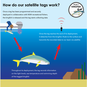 How Satellite Tags Work