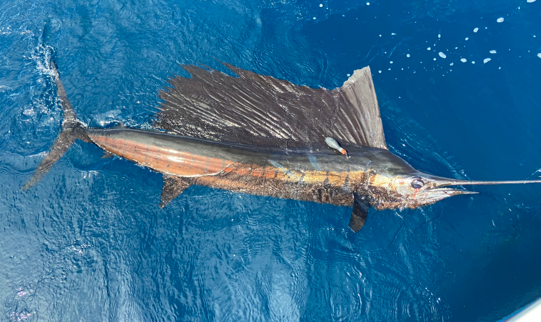 Ryan Logan Sailfish