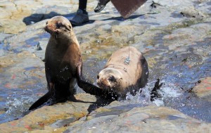 Two Orphaned Steller Sea Lion Pups Get a Second Chance at Life