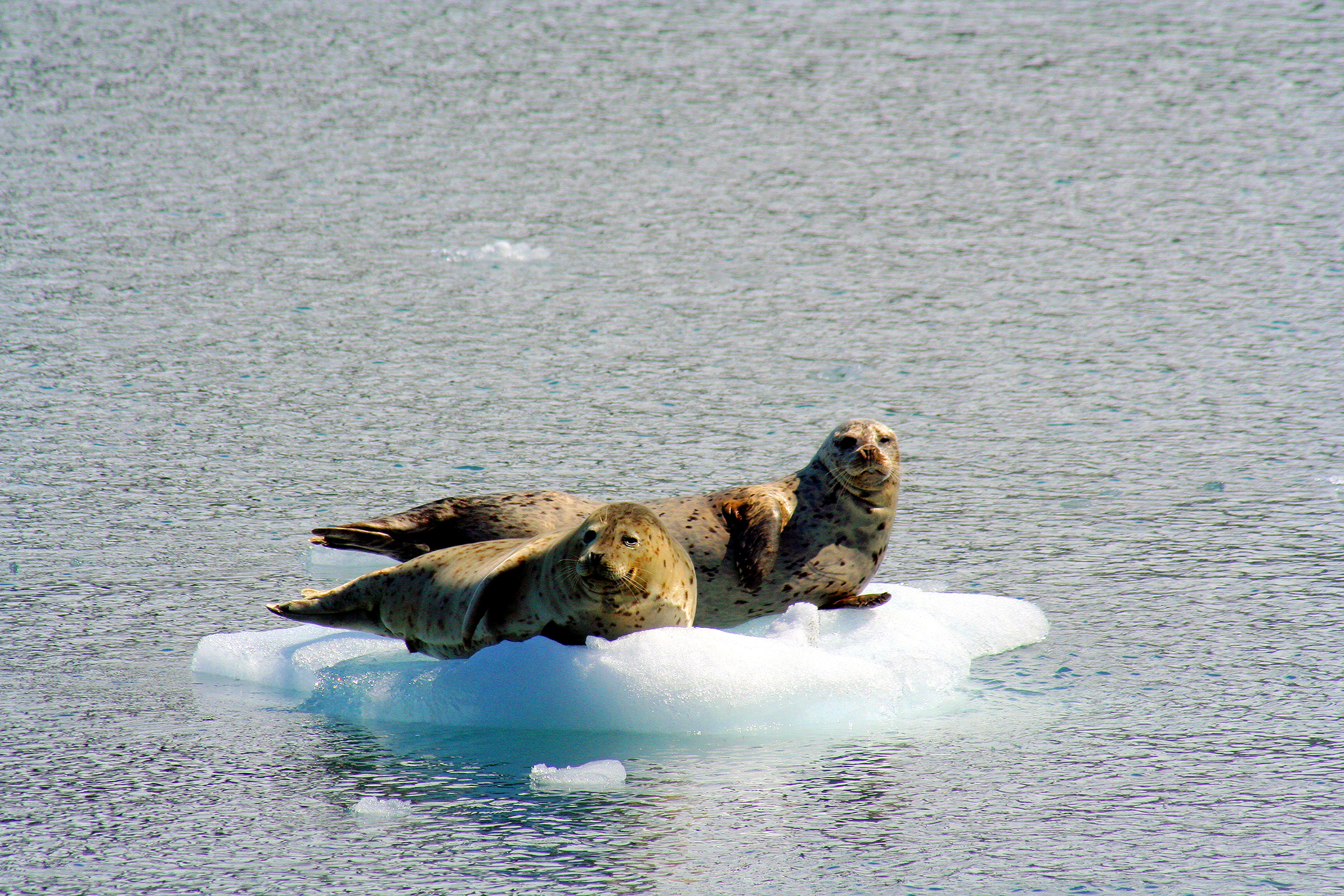 seals on ice