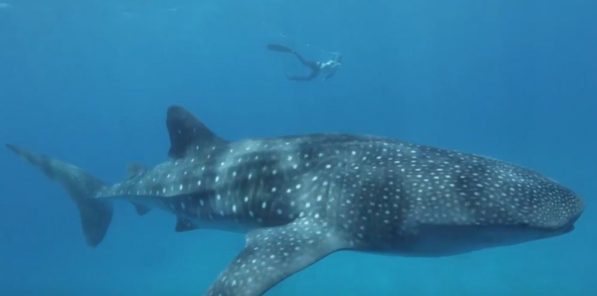 Whale Shark