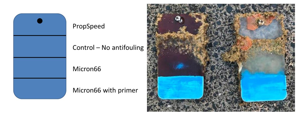 Biofouling Differences