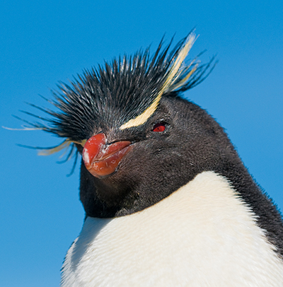 Rockhopper Penguin