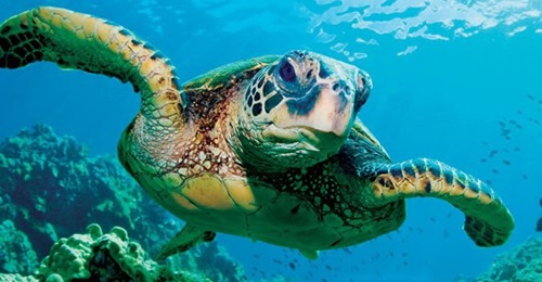 On-board study of gas embolism in marine turtles