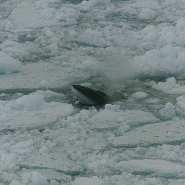 Antarctic minke whales find ice gaps