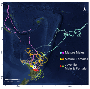 Satellite tags describe movement and diving behaviour of blue sharks Prionace glauca in the southwest Pacific